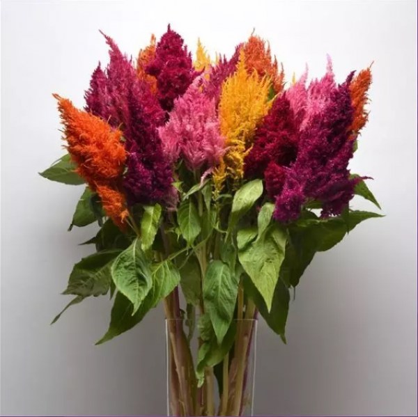 celosia_sunday_mix.jpg